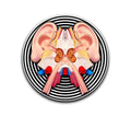Auditory System Slipmat